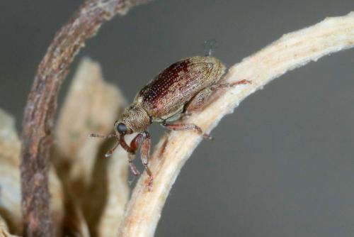 Réf. 262 262 : Orchestes testaceus